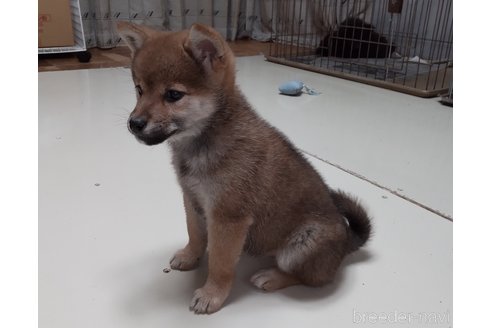 成約済の秋田県の柴犬-270629の5枚目